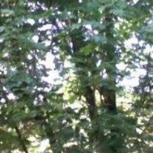 Meet your Posher, Chandra